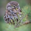 Athene noctua