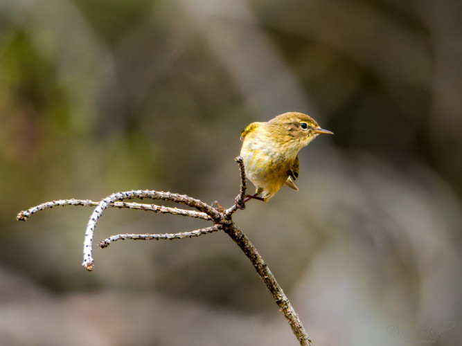 Kolibiarik čipčavý