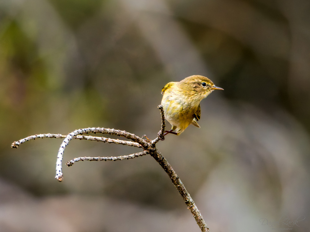 Kolibiarik čipčavý