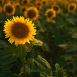 Slnečnica