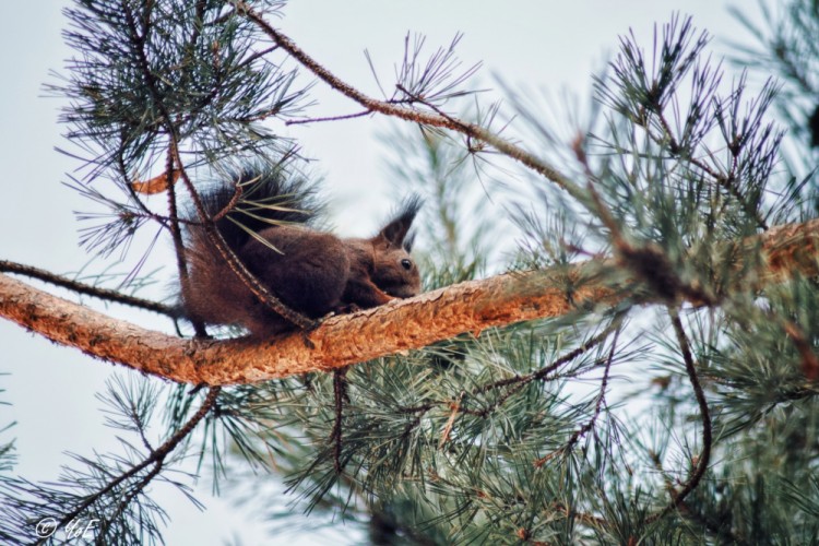 Sídliskový wildlife