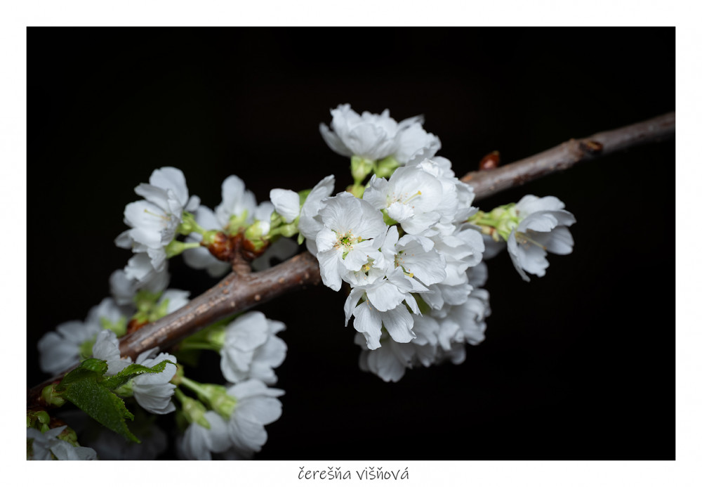 čerešňa višňová