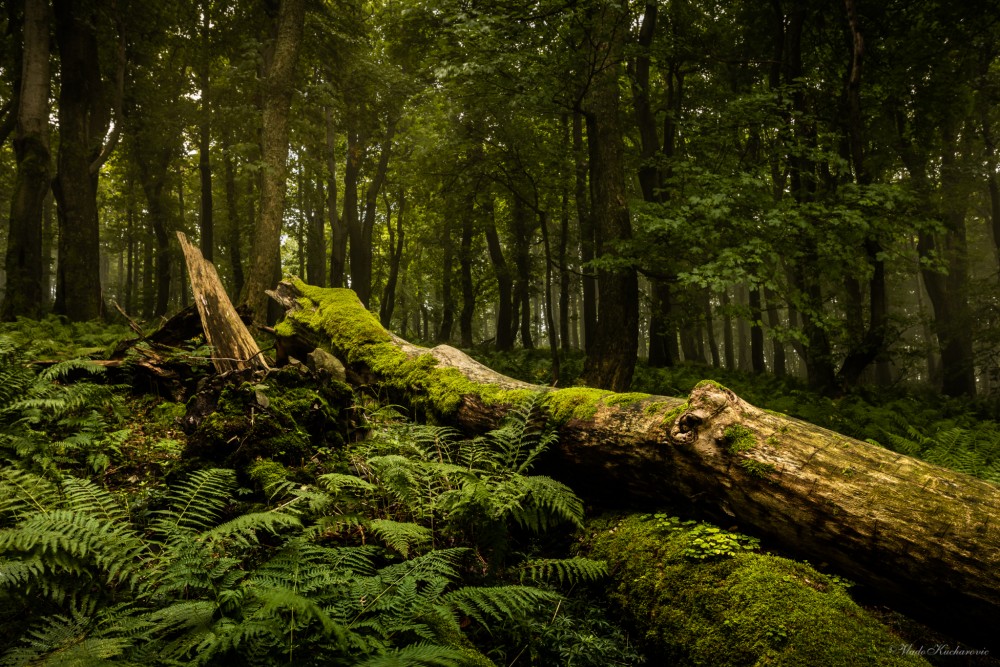 Dead tree trunks