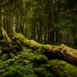 Dead tree trunks