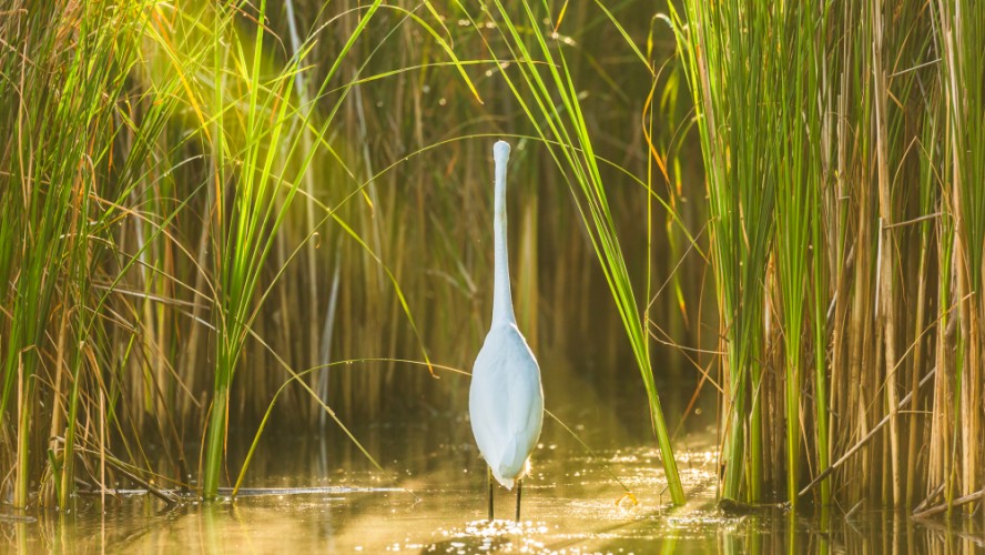 Volavka biela (Egretta alba)