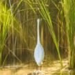 Volavka biela (Egretta alba)