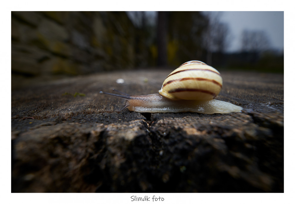 slimák foto