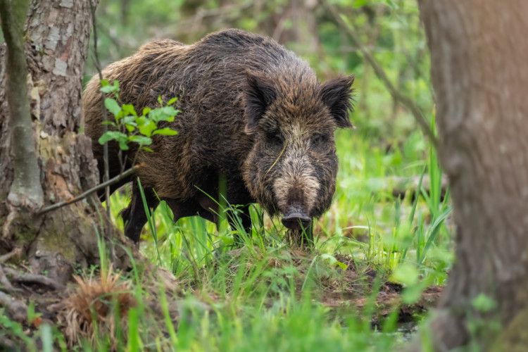 diviak lesný (Sus scrofa)