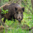 diviak lesný (Sus scrofa)