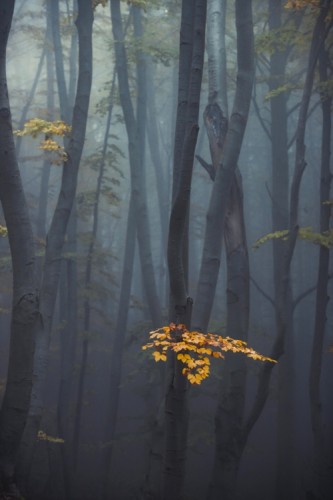 V jesennom lese