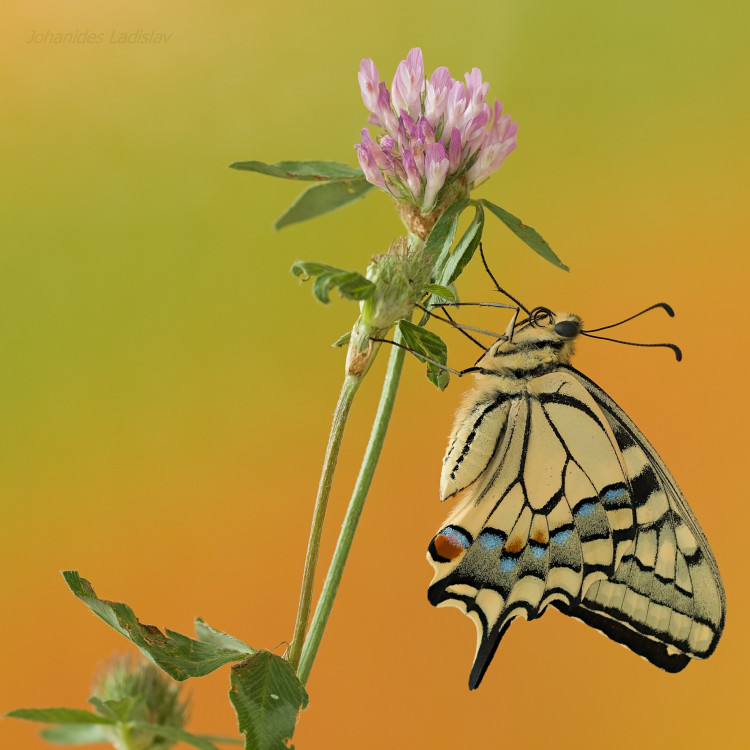 Papilio machaon