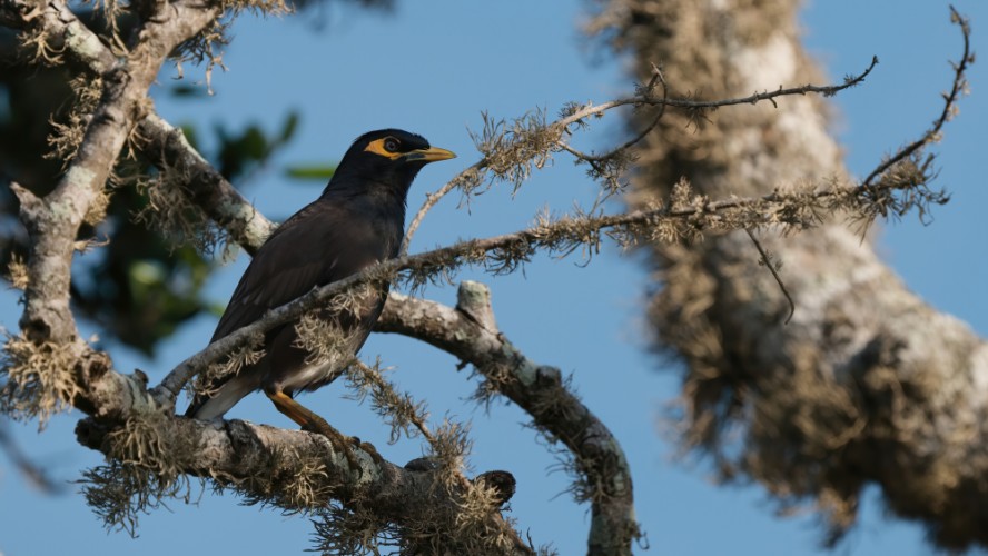 Škorec tmavočervený, Acridotheres tristis, Yala, Srí Lanka