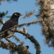 Škorec tmavočervený, Acridotheres tristis, Yala, Srí Lanka