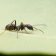 mravec