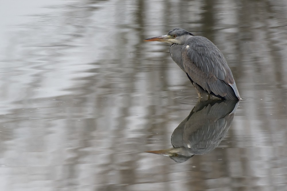 Ardea cinerea zrkadlenie