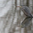 Ardea cinerea zrkadlenie