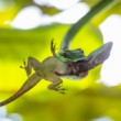 short nosed vine snake (oxybelis brevirostris)