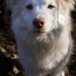 BORKO bojko