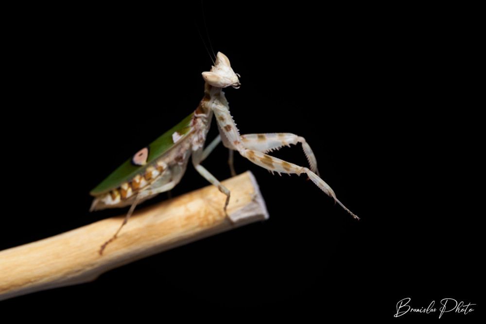 mantis