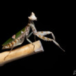 mantis
