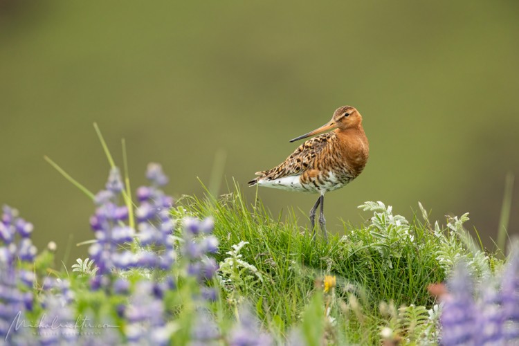 Limosa limosa (brehár čiernochvostý)