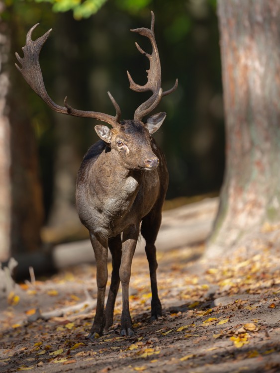 Daniel škvrnitý, Fallow deer (Dama dama)