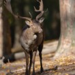 Daniel škvrnitý, Fallow deer (Dama dama)