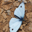 Mlynarik