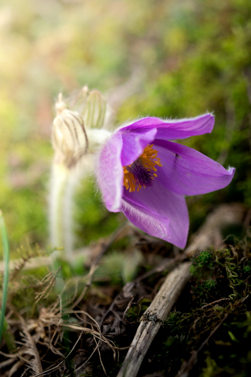 Keď sa rodí jar – II. ????