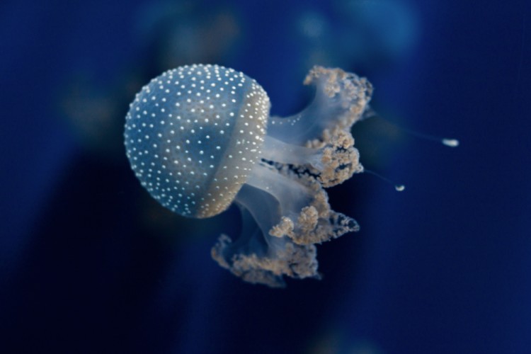 Jellyfish