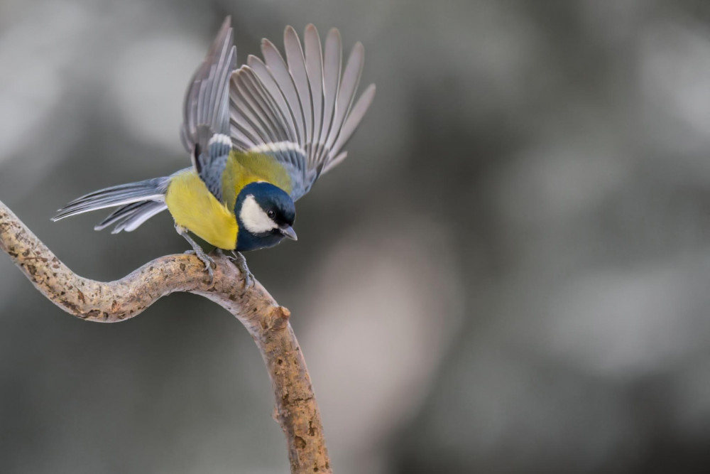 Pripraviť sa, pozor ...