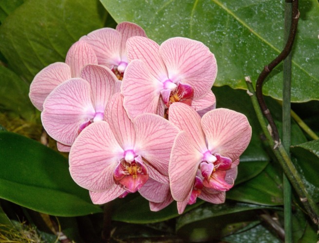 Orchidea