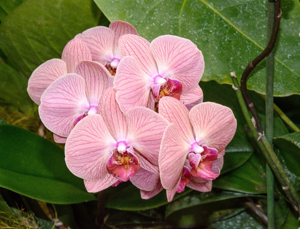 Orchidea