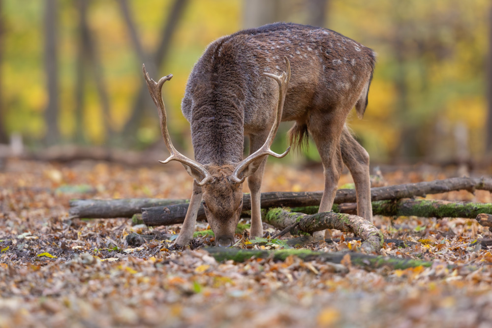 daniel škvrnitý, Fallow deer (Dama dama)