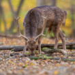 daniel škvrnitý, Fallow deer (Dama dama)
