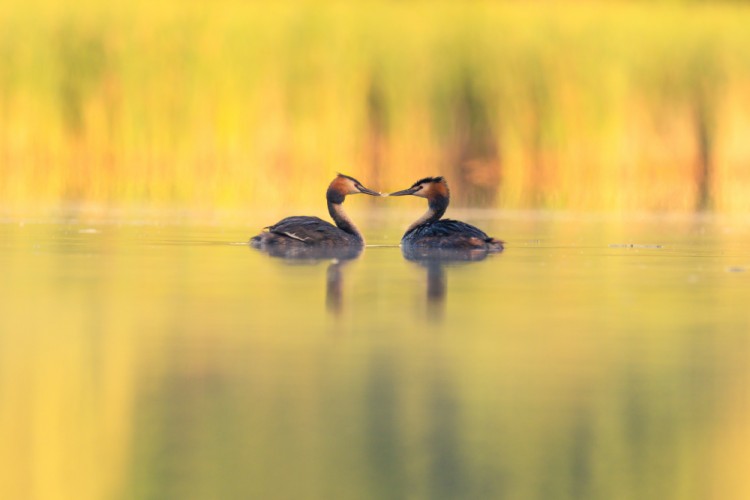 potápka chochlatá (Podiceps cristatus)