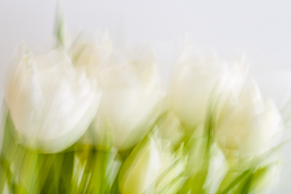 Tulipánový sen 1 ICM