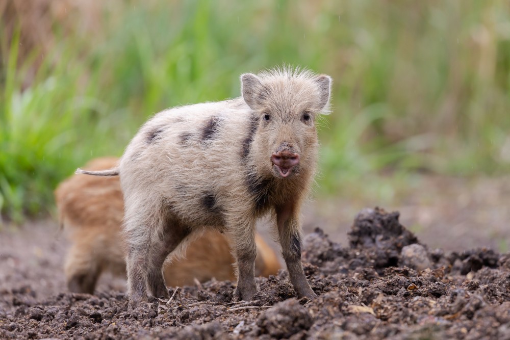 Diviak lesný (Sus scrofa)