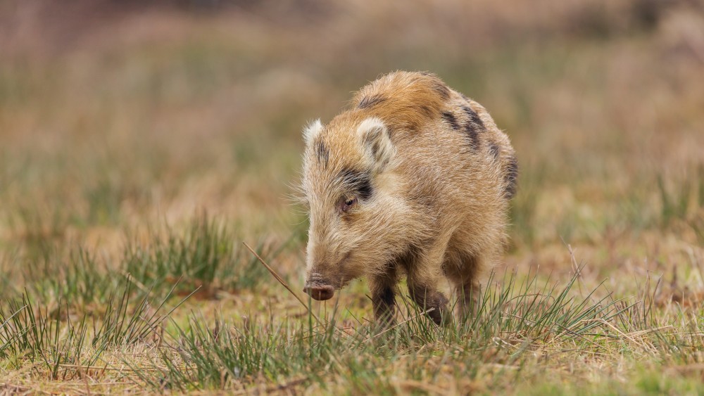 Diviak lesný (Sus scrofa)