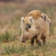 Diviak lesný (Sus scrofa)
