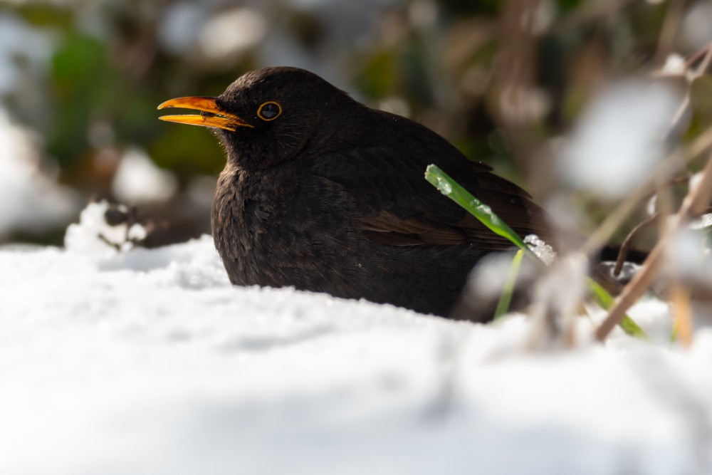 Drozd čierny (Turdus merula)