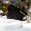 Drozd čierny (Turdus merula)