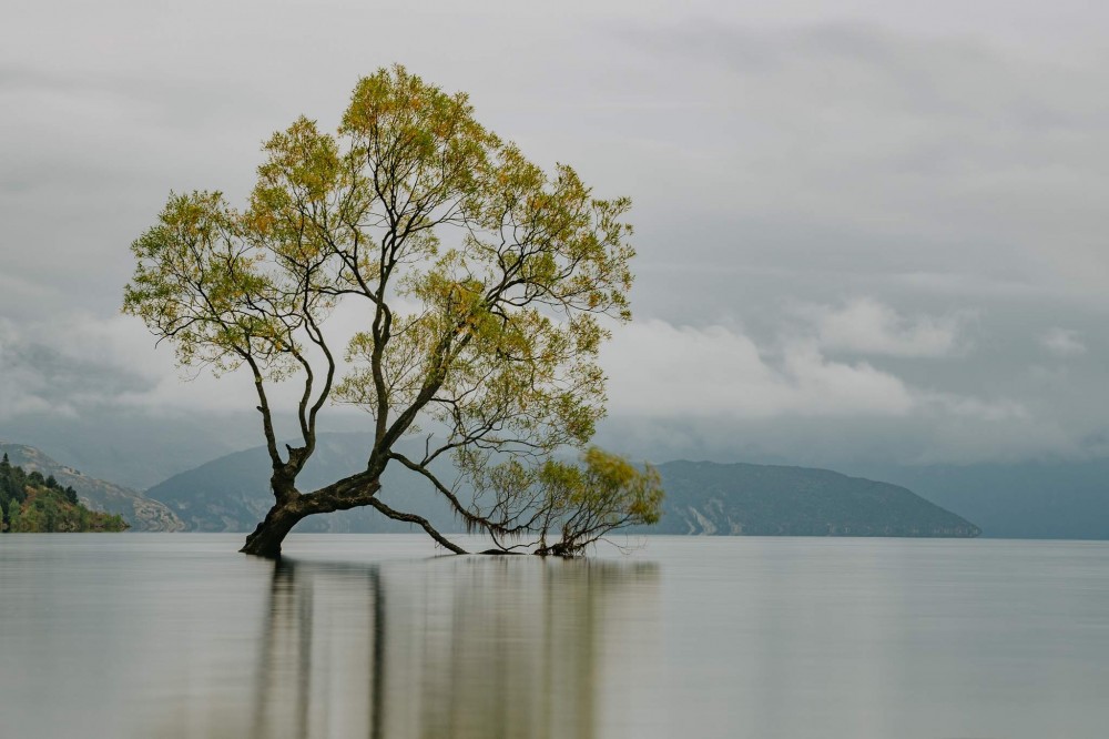 Wanaka Tree