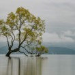 Wanaka Tree