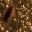Žižiavka obyčajná (Porcellio scaber)