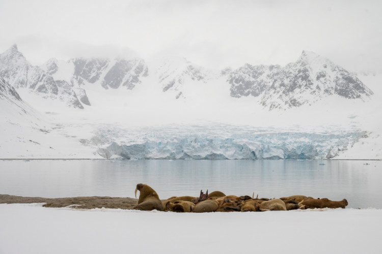 skupina Mrožov v krásnej scenérii Svalbardu