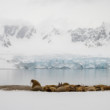 skupina Mrožov v krásnej scenérii Svalbardu
