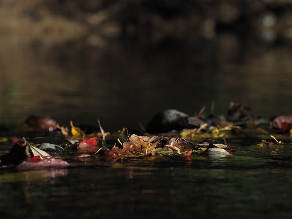 Jeseň vo vode