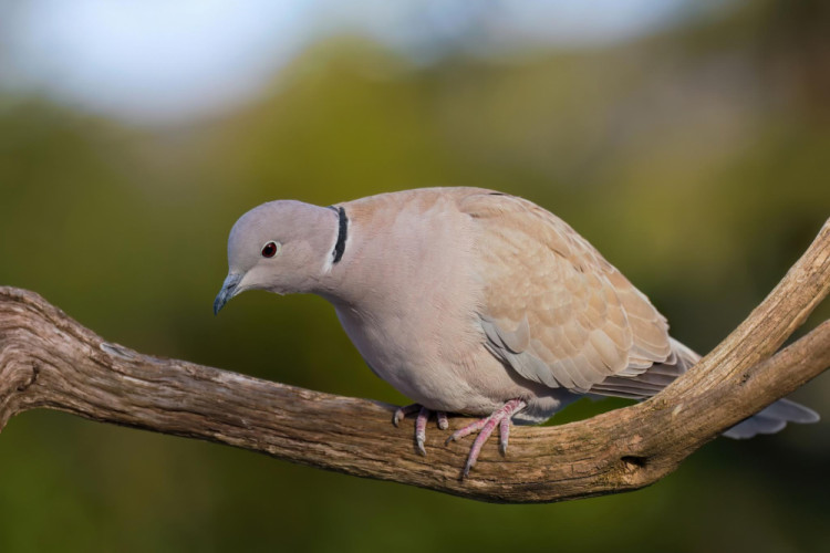 Hrdlička záhradná