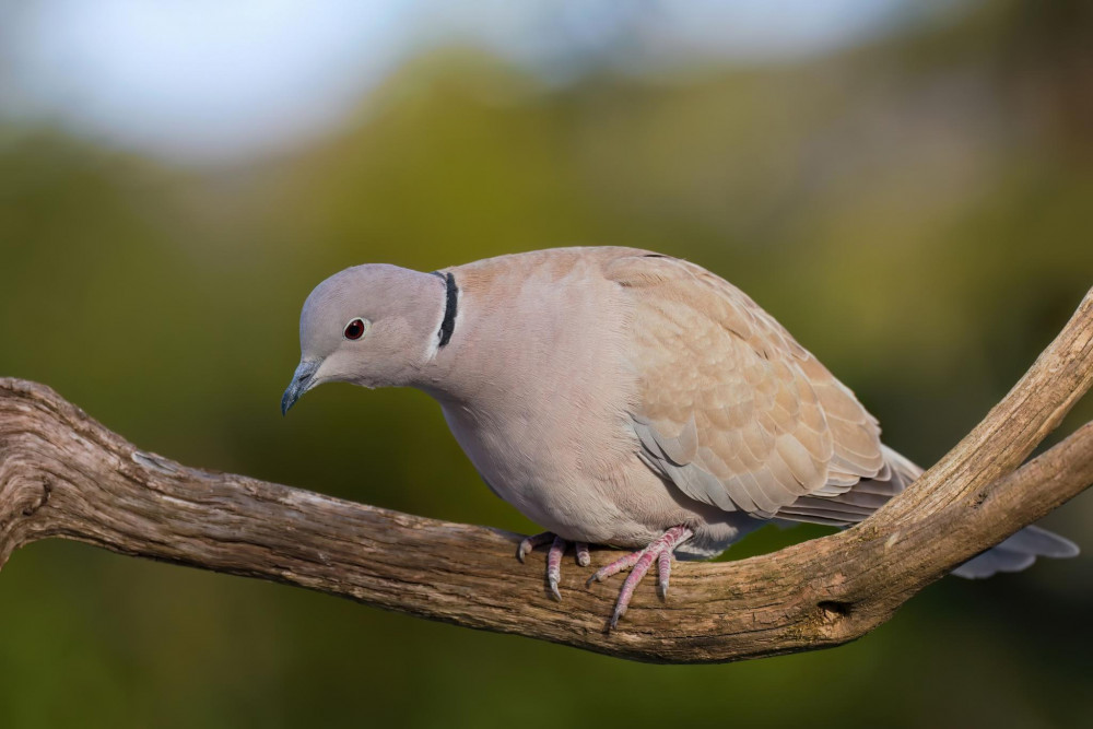 Hrdlička záhradná